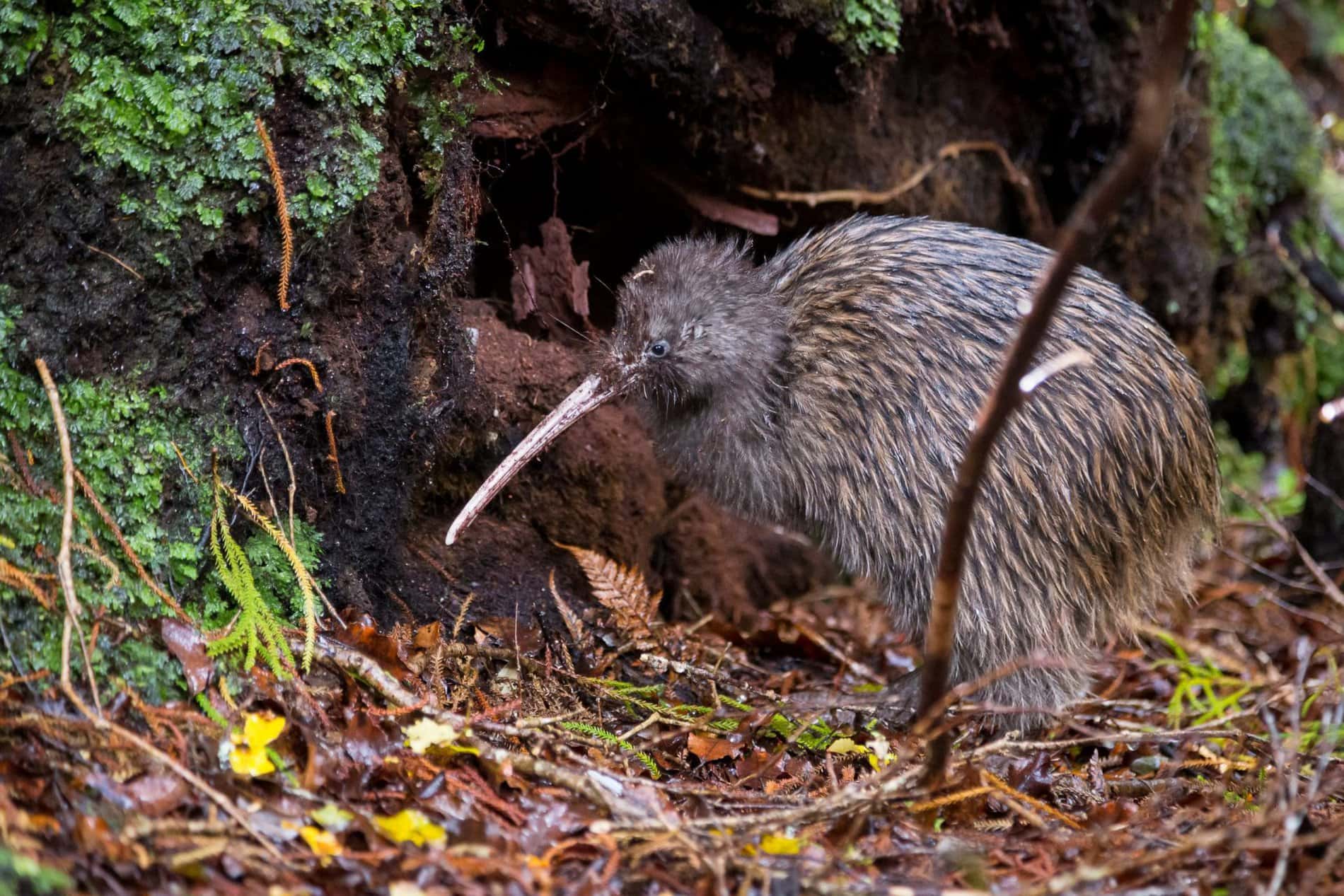 kiwi, rakiura track, great walks, southlands great walks, things to do in southland, stewart island, tramping tracks, tramping, hiking, multiday walks, adventure, adventure southland